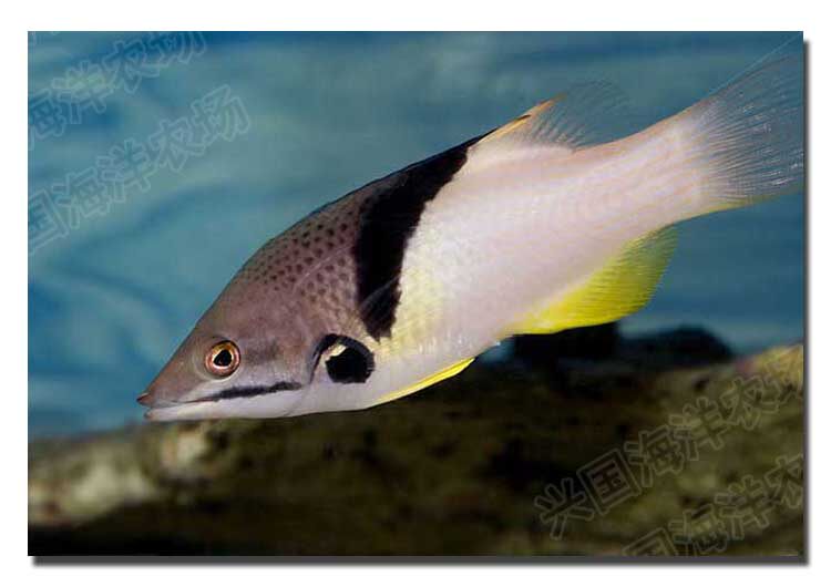 三色龙 三色狐 古巴猪鱼 活体海水鱼 海缸吃虫子兴国海洋快递包活