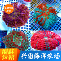 Fig. Fuji Brain 04 Paris Brain Crystal button Candy Eight-word Brain Software Sea Anemone Hard Bone Seawater Coral