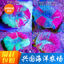 Red Thorns Brain Living Coral Sea Anemone Marine Fish Tank Brain LPS Dental Brain Underlying Coral Express Package Live