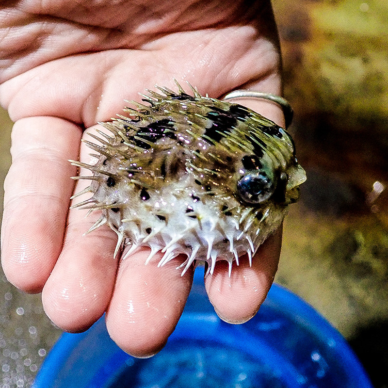 刺豚 海水鱼观赏鱼活体珊瑚鱼缸小丑鱼气泡鱼河鲀养定快递包活