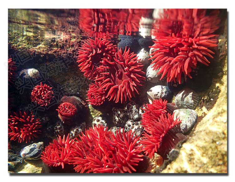 小红海葵 红色石葵 火山海葵 活体珊瑚 海水鱼 小丑奶嘴快递包活