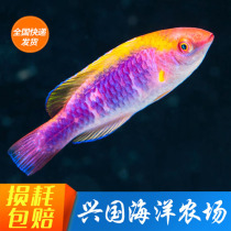 Colorful Dragon Red Parrot Dragon Longhead Fish Six Lines Dragon Living Marine Fish Coral Safety Eat Bugs Delivery Bag Live
