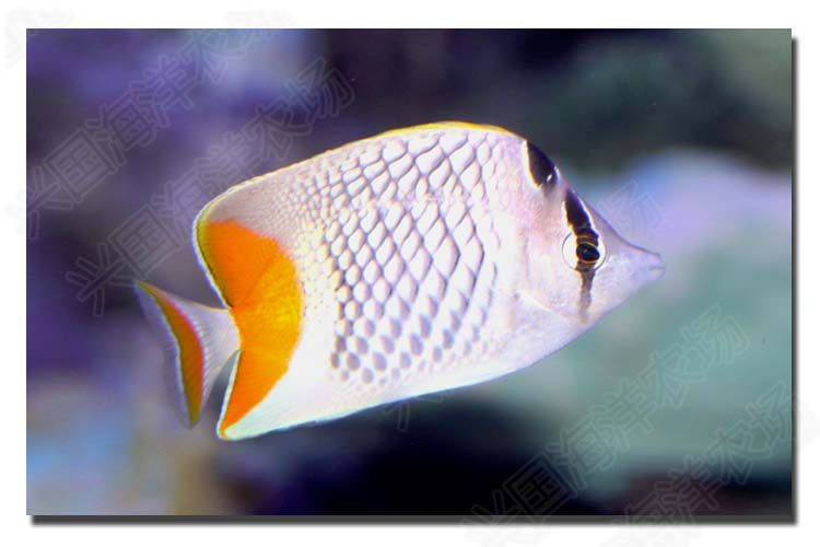 红尾鲽 活体海水鱼 红尾蝶鱼神仙鱼 海缸小丑鱼养定快递包活