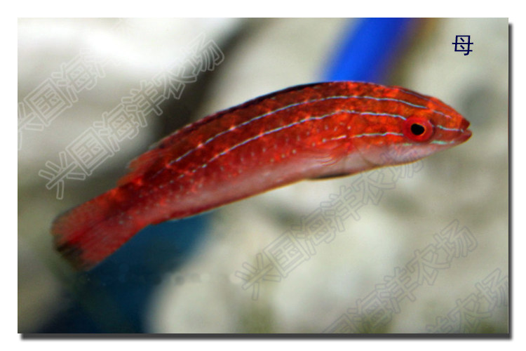 德国雀 海水鱼活体宠物鱼观赏鱼珊瑚缸安全隆头鱼类温和快递包活