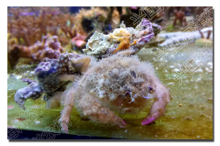 德汉劳棉蟹 活体海水鱼宠物小螃蟹海缸观赏生物兴国海洋快递包活