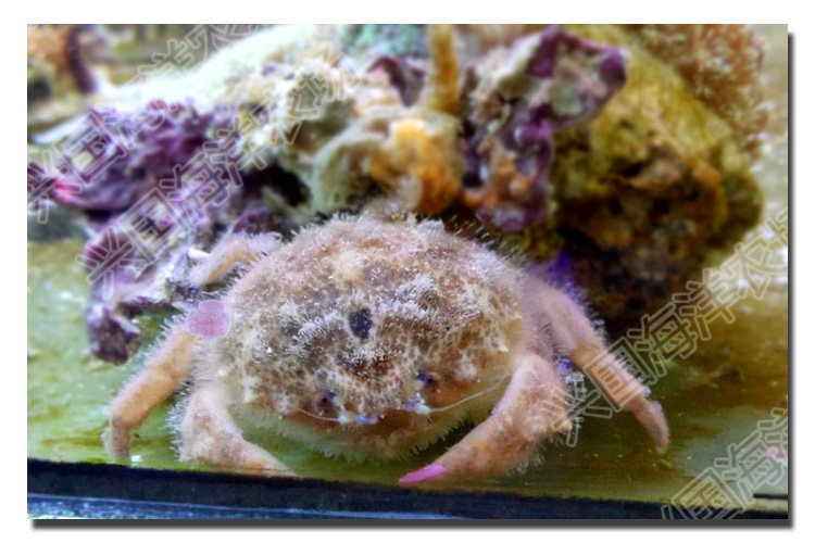 德汉劳棉蟹 活体海水鱼宠物小螃蟹海缸观赏生物兴国海洋快递包活