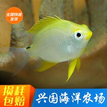 Gold Nock Yellow General Seawater Fish Living Nestle Carving a Vat Blue Magic Yellow Magician Yellow Express Package Live