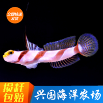 Black Aerial Shrimp Tiger Antenna Ancient B Black Wire Radar Seawater Fish Living Sea Cylinder Overturning Sand Bioexpress Package Live