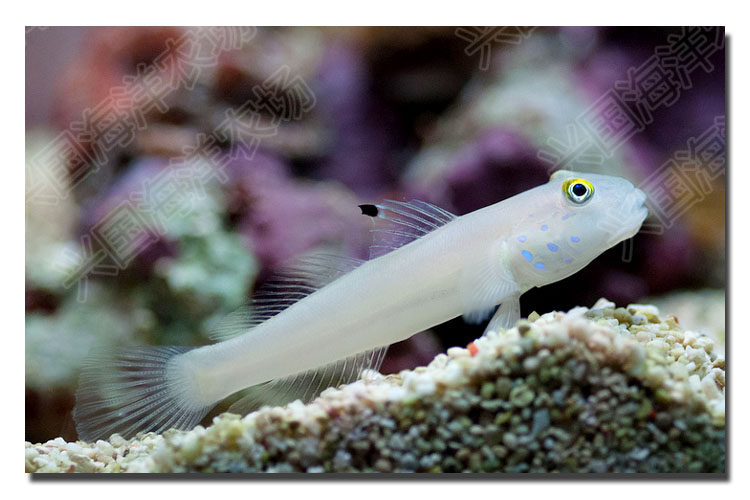 白虾虎 海水鱼珊瑚鱼缸活体海洋生物钻石哨兵翻砂翻沙清洁生物