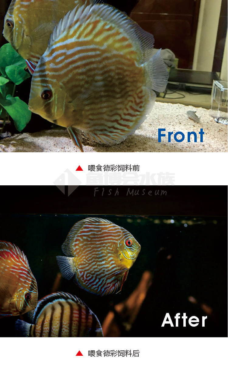 德彩七彩神仙鱼饲料小颗粒鱼食小型鱼热带鱼食料燕增色食观赏鱼粮