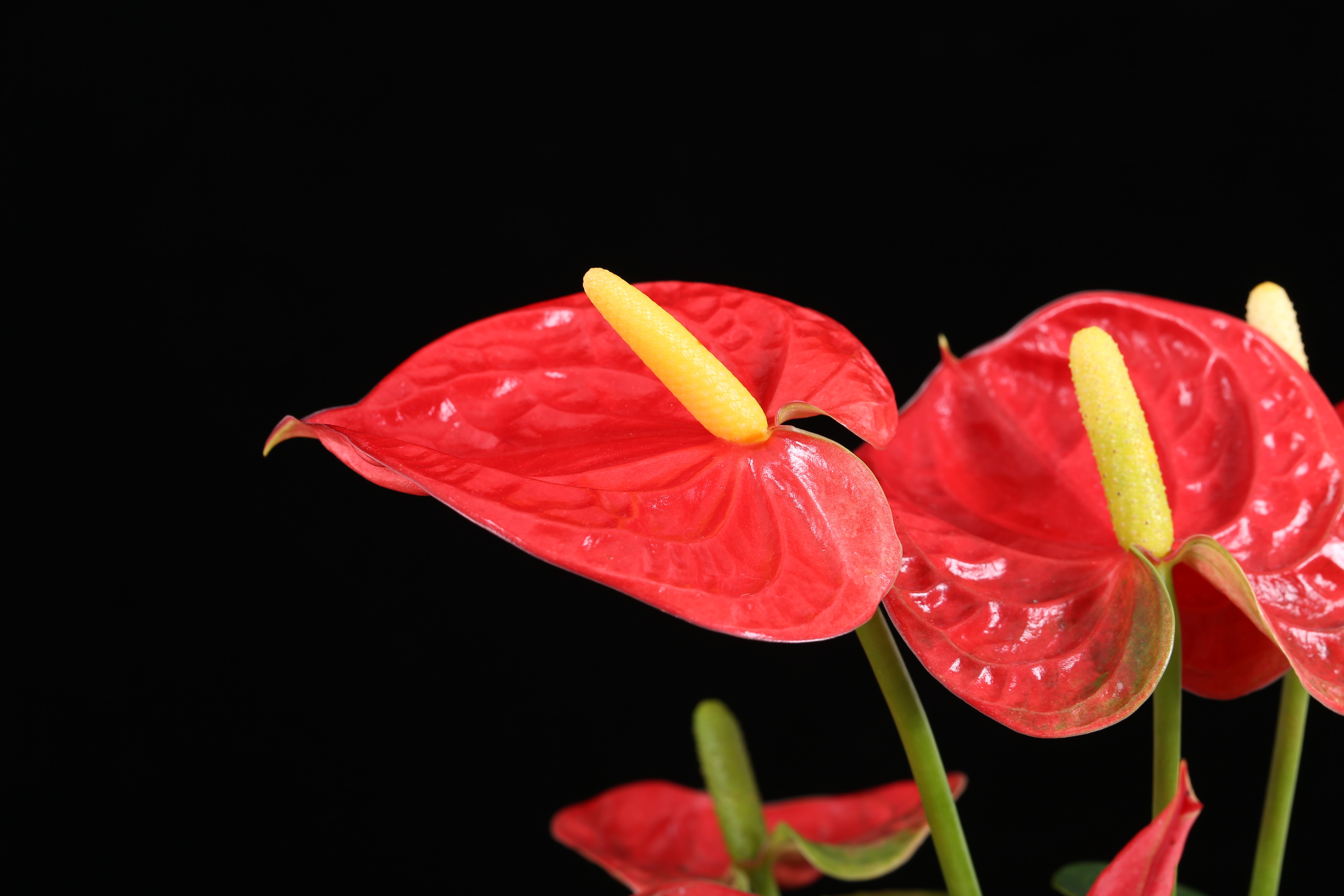   白掌>> 学名:白鹤芋   别称:白掌,和平芋,苞叶芋,一帆风顺,百合意图