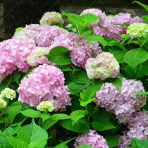 Hydrangea endless summer courtyard balcony flower plant garden potted seedlings easy to grow
