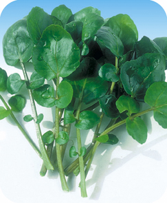 豆瓣菜