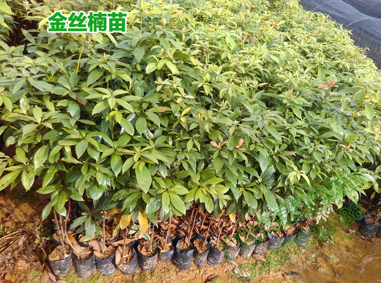 四川小叶金丝楠名贵植物桢楠树苗庭院小区绿化正宗金丝楠苗