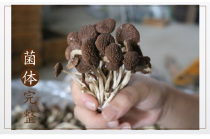 Dried Goods Farmhouse Self-Produced Tea Tree Mushrooms Not Open Umbrella Tea Pay Mushrooms Pure Natural 250g Dried Goods Tea Tree Mushrooms Fujian Special Products