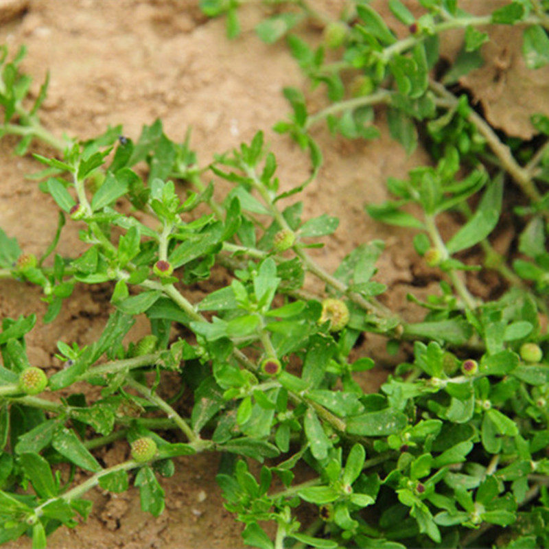 野生鹅不食草 新鲜饿不吃草药 野外现采现发鹅不食干品 200克包邮