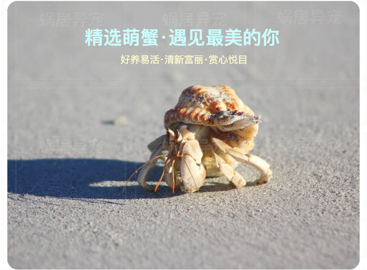陆生超大草莓灰白短腕寄居蟹观赏虾蟹活物懒人宠物蟹包邮包活