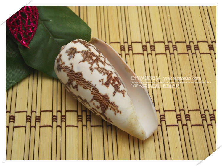 家居装饰 天然海螺贝壳 鱼缸婚庆礼品 摆件收藏 细线芋螺 稀有螺