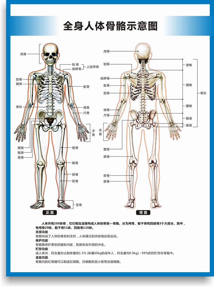 全身人体骨骼图解剖图结构图人体运动系统图高清医学医院诊所挂图