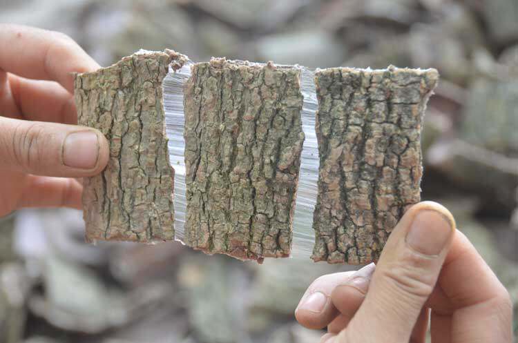 大别山的野生杜仲强身胫骨