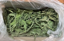 Ball ball sauce 2021 new grass drying fine chicory Chinchilla rabbit dolphin fire-clearing anti-inflammatory supplement nutrition Net weight 500g