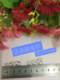 Platinum 950M buckle knuckle buckle DIY platinum accessories W buckle S button bracelet connection buckle double head opening chain groove Platinum 950M buckle knuckle buckle DIY platinum accessories W buckle S button bracelet connection buckle double head opening chain groove