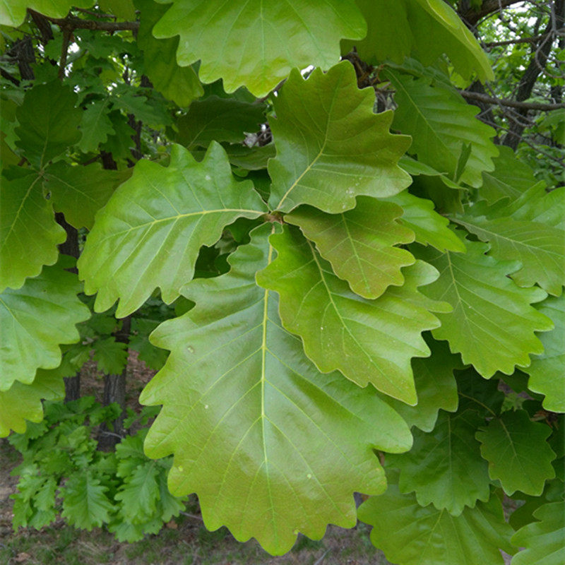 辽宁省大连普兰店现采纯天然新鲜柞树叶槲叶菠萝叶桲椤叶粽叶50片
