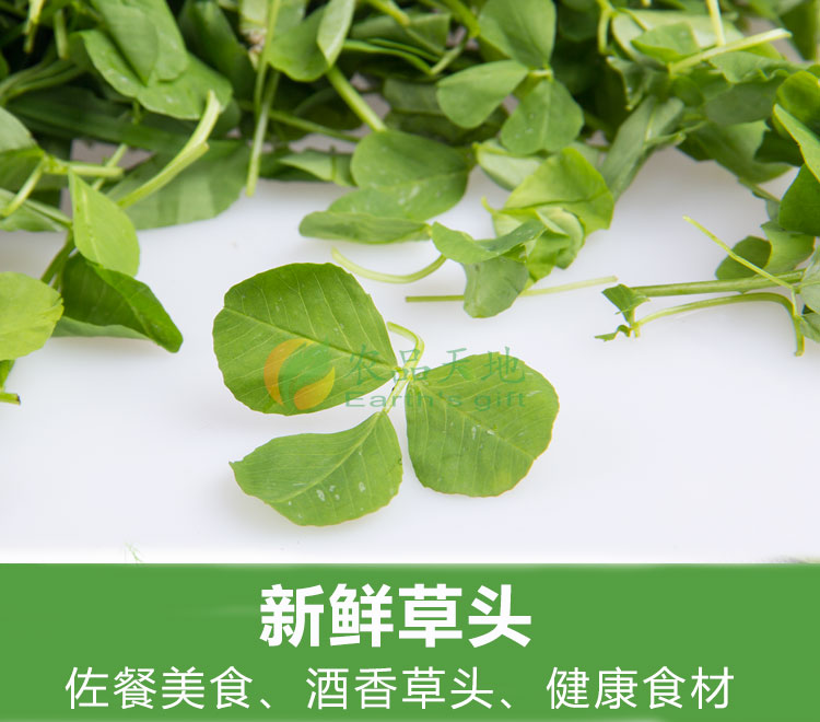 新鲜食用草头500g 金花菜 烧河豚酒香草头蔬野菜青叶菜 上海发货