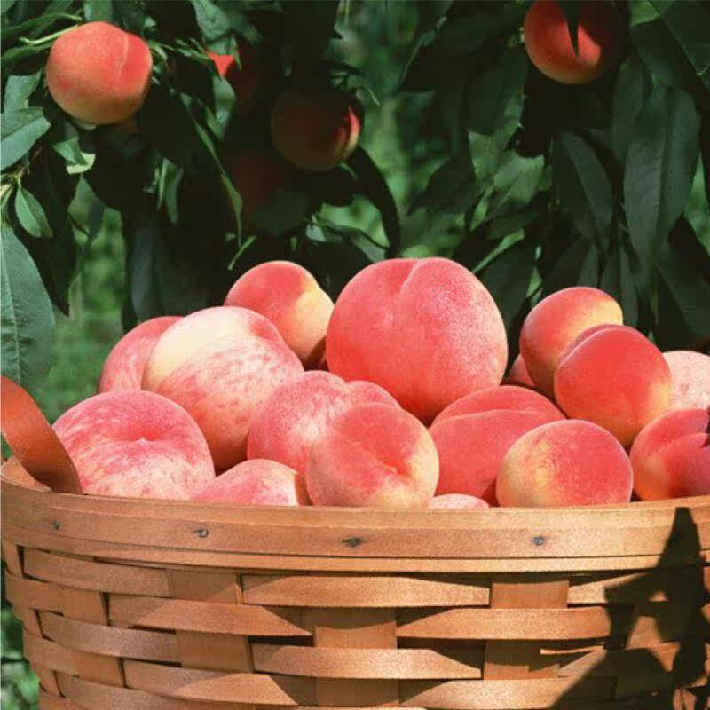 丽江雪桃干云南特产果脯蜜饯农家自晒办公零食水果干包邮