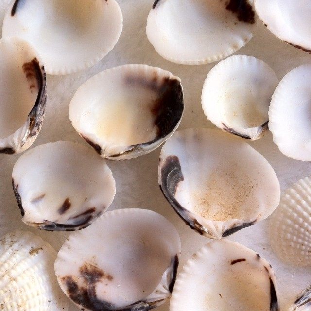 满29元包邮天然耳螺贝壳海螺地装饰收藏摆设礼品鱼缸12cm1角