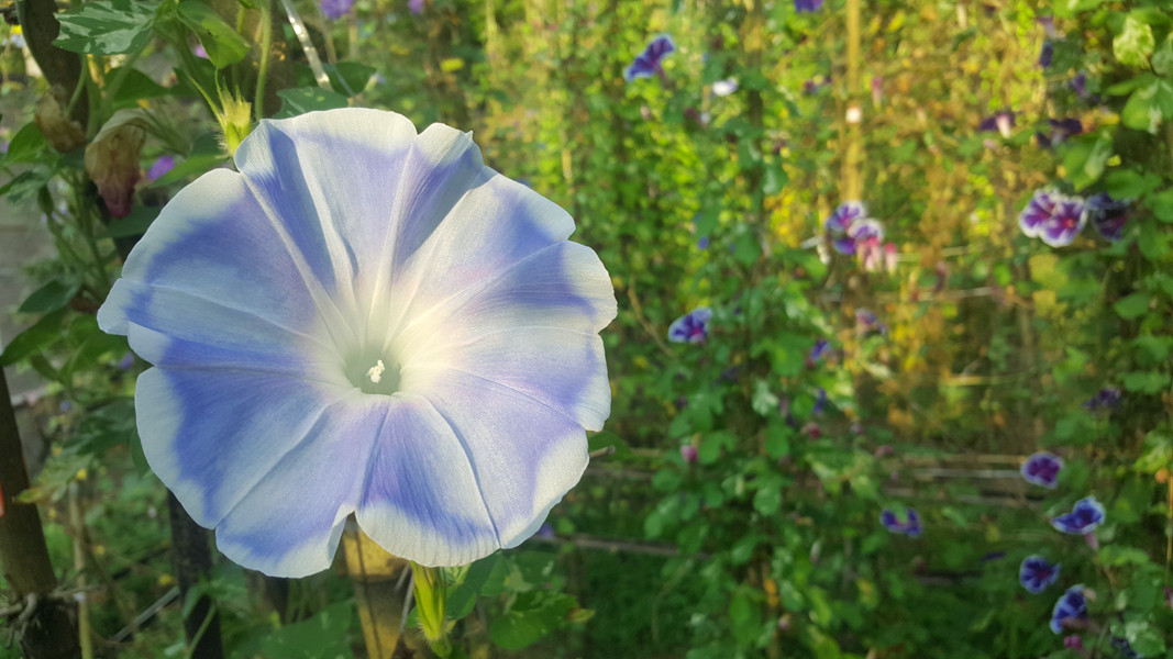 日系名鉴朝颜新品 新竜神 巨大 养眼色 牵牛花朝颜爬藤阳台植物_7折