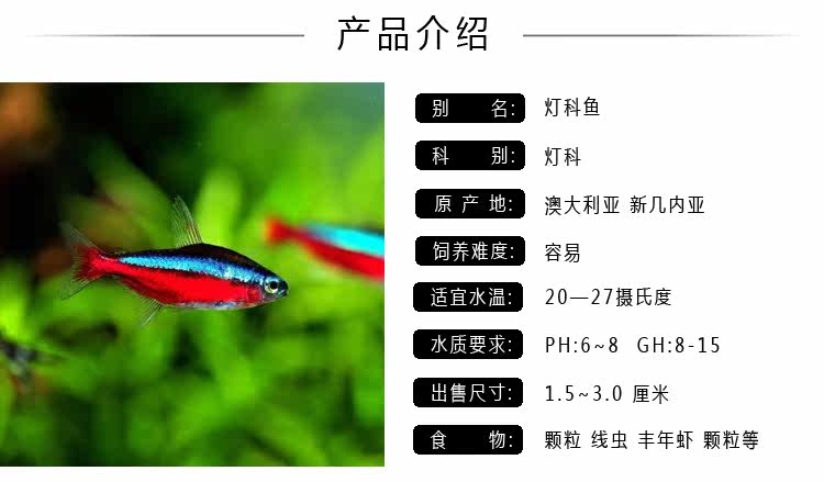灯科鱼红绿灯鱼红斑马蓝斑马宝莲灯鱼红鼻剪刀热带鱼活体观赏鱼