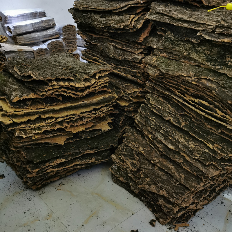 大灰狼香槟树皮爬宠箱爬虫箱背景板天然树皮树洞造景躲避雨林缸