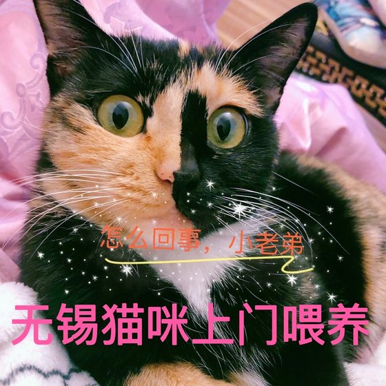 Wuxi pets are fed home, cats are fed home, shoveling poop and feeding water and food during holidays to clean cat sand
Wuxi pets are fed home, cats are fed home, shoveling poop and feeding water and food during holidays to clean cat sand