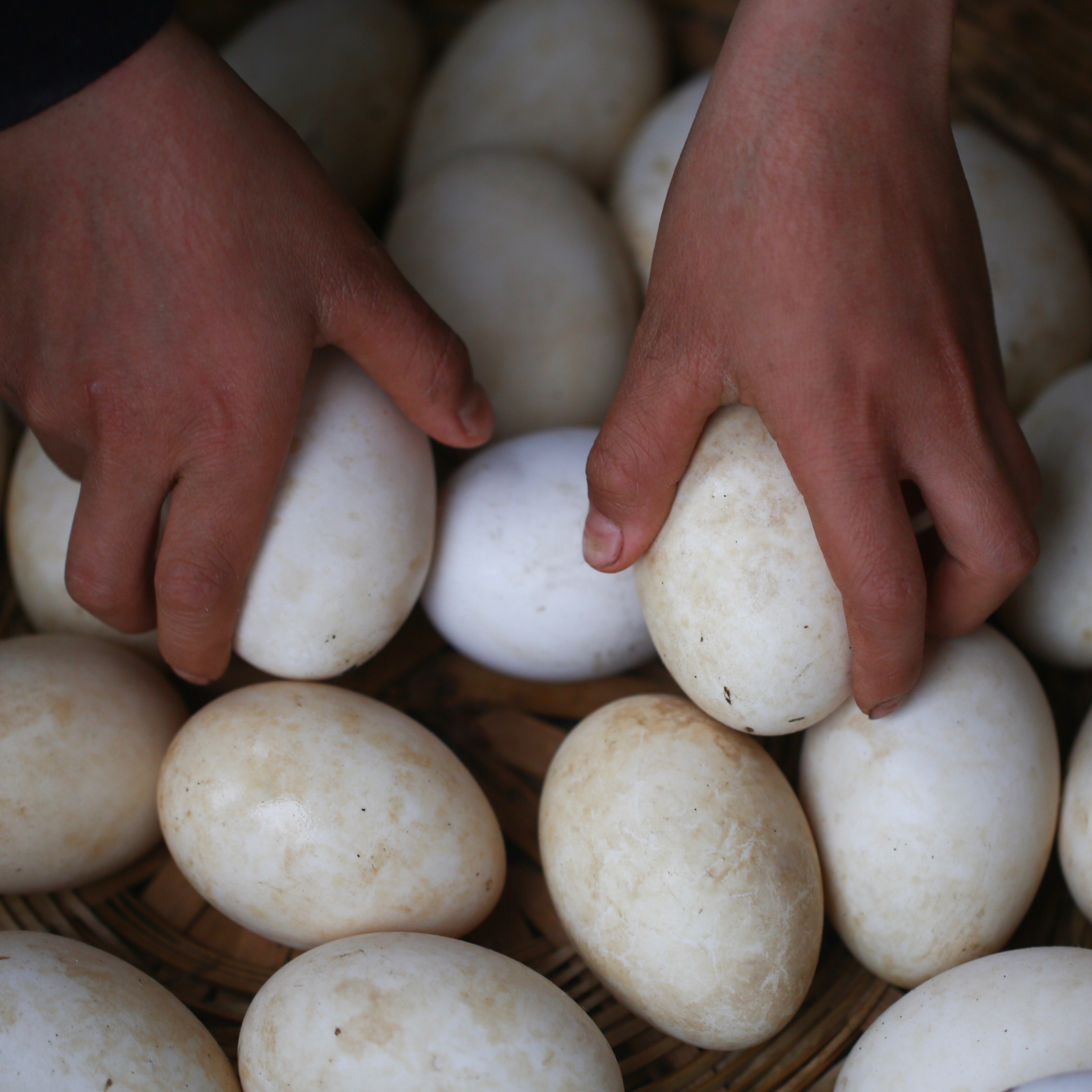 鹅蛋新鲜农家自家散养土鹅蛋大鹅蛋孕妇去胎毒12枚装顺丰包邮 原价128