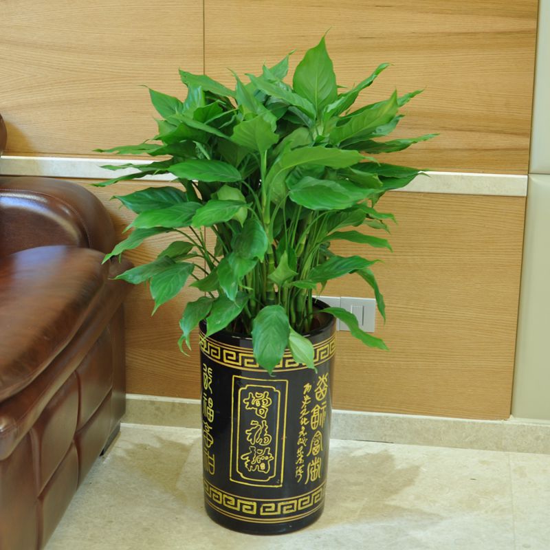 4,阳台种金钱树风水好