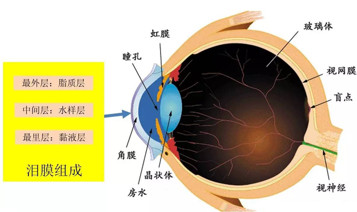 眼部护理三步走,让双眼美出不同