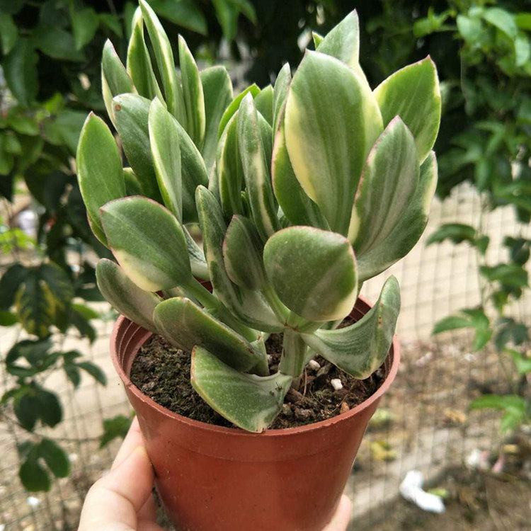 玉树盆栽苗 多肉植物燕子掌 客厅绿植花卉金枝玉叶大玉树盆景包邮