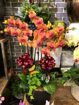 Champagne Phalaenopsis 8 plants Shanghai nursery flower shop direct birthday housewarming opening birthday gift potted flowers