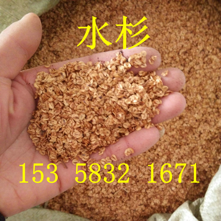 杉木种子 水杉 池杉 云杉 冷杉 油杉 落羽杉 家杉 柳杉种子