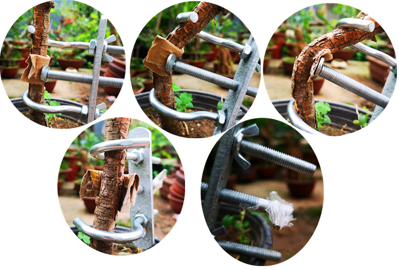 盆景造型拿弯器固定造景k系列整枝器拿弯器工具拿弯工具定型弯曲