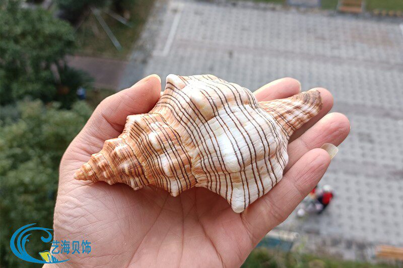 包邮天然海螺贝壳赤旋螺羊角螺壳鱼缸水族装饰摆件纪念品珊瑚海星