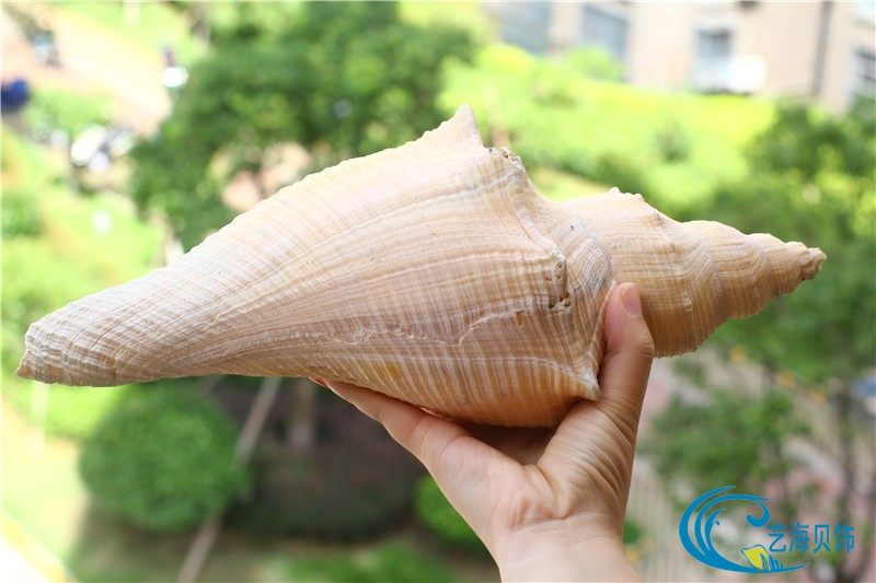 包邮超大海螺贝壳长香螺角香螺公螺道士号角法器收藏礼品摆件螺号