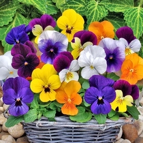 Flower seed Pansy flower seed seed butterfly flower cat face indoor balcony potted plant dwarf hanging cold resistant