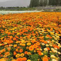 Calendula seeds dwarf Marigold golden chrysanthemum sobering period often make Tea Chrysanthemum flower seed seeds
