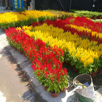 Dwarf Rod phoenix tail cockscomb seed seed spring sowing outdoor indoor flower balcony potted easy to plant