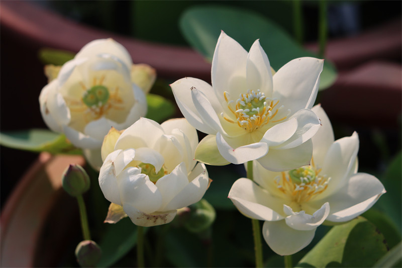 常德爱莲苑碗莲盆栽荷花白玉微小型碗莲种藕2022年