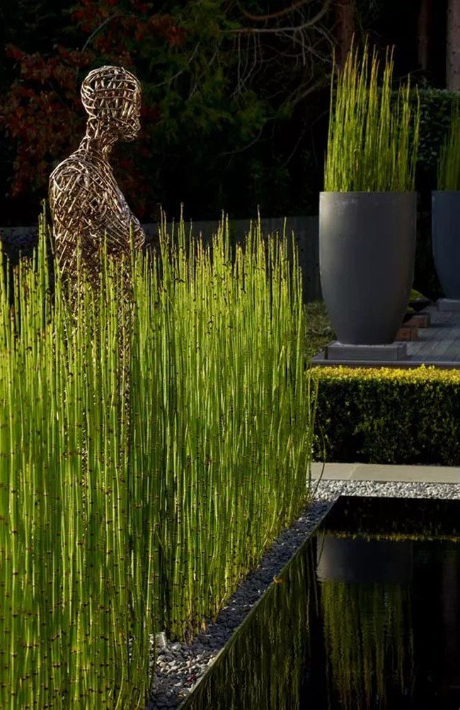 木贼盆栽笔头草接骨草盆栽日式枯山水造景草水生植物易成活