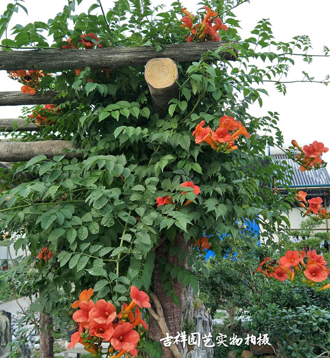 这个夏天,让院子,阳台爬满绿藤鲜花!