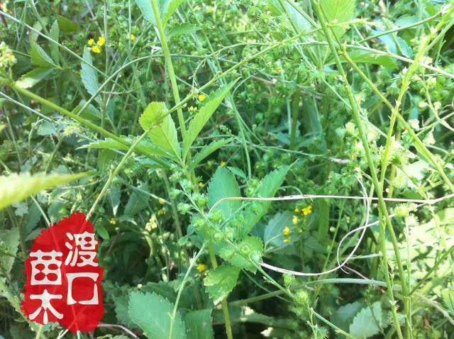 双氙论坛 汽车灯光升级 汽车照明 金牌改装店 我要改灯 汽车改装配件